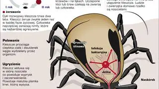 Kleszcze, groźne pasożyty zewnętrzne człowieka (PAP/Adam Ziemienowicz)