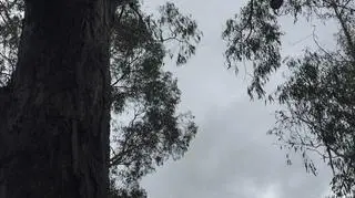 Koala na drzewie gumowym (fot.: Russell Latter)