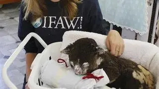 Koala z obandażowanymi łapkami (twitter/IFAW)