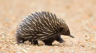 Kolczatka australijska (Shutterstock)