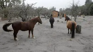Konie na trawie przysypanej popiołem wulkanicznym