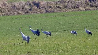 Kontakt 24/gosiatomas