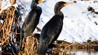 Kormoran zwyczajny (Jacek Kołata)