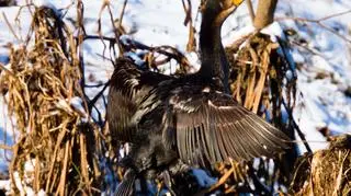 Kormoran zwyczajny (Jacek Kołata)