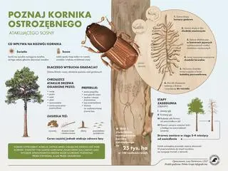 Kornik ostrozębny