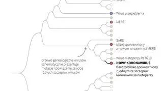 Koronawirusy (PAP/Adam Ziemienowicz)
