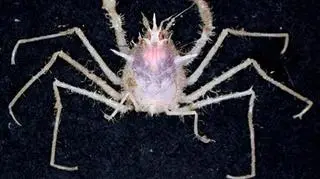 Krab piaskowy odkryty u wybrzeży Tasmanii (CSIRO)