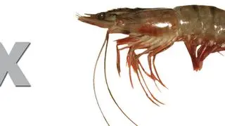 Krewetki