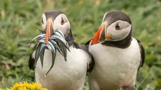 Krisztina Scheeff/Comedy Wildlife Photo Awards 2020