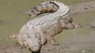 Krokodyl słonowodny (różańcowy)