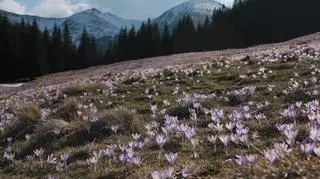 Krokusy na Kalatówkach w kwietniu 2017 roku (kasiaLew8/Kontakt24)