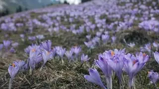 Krokusy na Kalatówkach w kwietniu 2017 roku (kasiaLew8/Kontakt24)