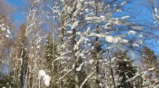 Krynica Zdrój okiem Katarzyny (Kontakt Meteo/Katarzyna)