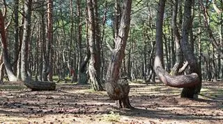 Krzywy Las pod Gryfinem