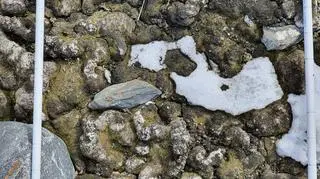 Kwadrat o boku 50 centymetrów mchu sfotografowaną 19 grudnia ubiegłego roku (Dana Bergstrom/antarctica