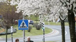 Kwiaty wiśni w Bilbao, Hiszpania (PAP/EPA/LUIS TEJIDO)