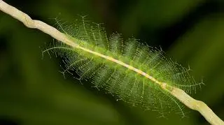 Larwa gąsiennicy (Fot: Shutterstock)