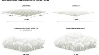 Lasy tropikalne pełnią ważna rolę w pochłanianiu CO2 (PAP/Reuters/Adam Ziemienowicz)