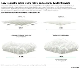 Lasy tropikalne pełnią ważną rolę w pochłanianiu dwutlenku węgla (Adam Ziemienowicz/PAP/ Reuters)