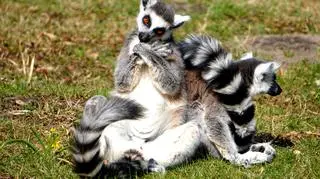 Lemur w pozycji jogina (ZOO Wrocław)