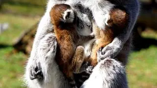 Lemury z wrocławskiego ZOO (ZOO Wrocław)