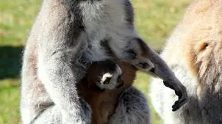 Lemury z wrocławskiego ZOO (ZOO Wrocław)