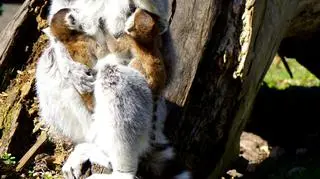 Lemury z wrocławskiego ZOO (ZOO Wrocław)