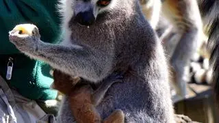 Lemury z wrocławskiego ZOO (ZOO Wrocław)