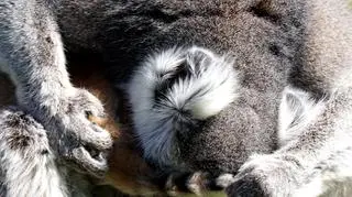 Lemury z wrocławskiego ZOO (ZOO Wrocław)