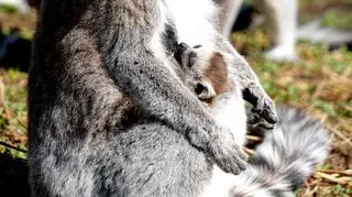 Lemury z wrocławskiego ZOO (ZOO Wrocław)
