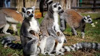 Lemury z wrocławskiego ZOO (ZOO Wrocław)