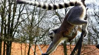 Lemury z wrocławskiego ZOO (ZOO Wrocław)