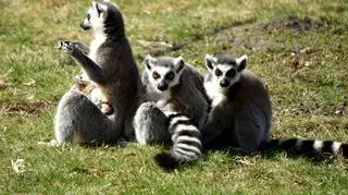 Lemury z wrocławskiego ZOO (ZOO Wrocław)