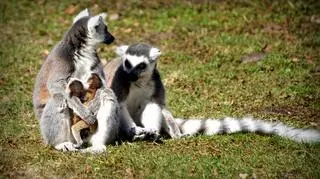 Lemury z wrocławskiego ZOO (ZOO Wrocław)