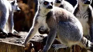 Lemury z wrocławskiego ZOO (ZOO Wrocław)