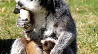 Lemury z wrocławskiego ZOO (ZOO Wrocław)