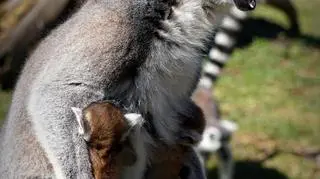 Lemury z wrocławskiego ZOO (ZOO Wrocław)