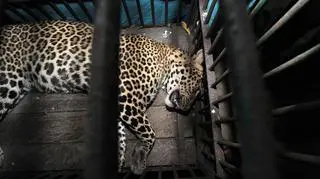 Leopard z indyjskich wzgórz (PAP/EPA)