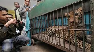 Leopard z indyjskich wzgórz (PAP/EPA)