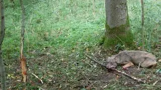 Leśnicy znaleźli wilka we wnykach