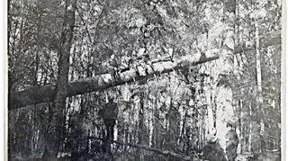 Leśnik ze szkoły w Białowieży, lata 30-te/zsl.bialowieza.lasy.pl