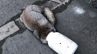 Lis utknął w plastikowym pojemniku (RSPCA)