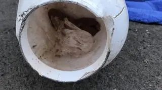 Lis utknął w plastikowym pojemniku (RSPCA)