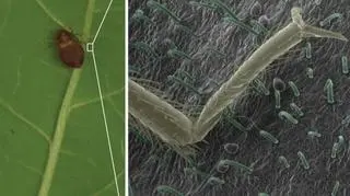 Liście fasoli to naturalne sidła dla pluskiew