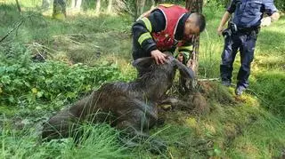 Łoś nie mógł wydostać się z bagna (OSP Filipów)