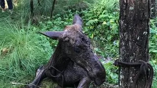 Łoś nie mógł wydostać się z bagna (OSP Filipów)