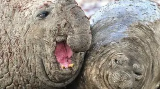 Luis BurgueñoComedy Wildlife Photo Awards 2020