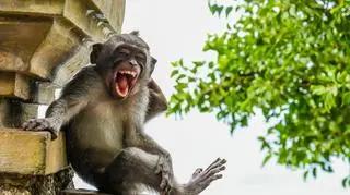 Luis Martí/Comedy Wildlife Photo Awards 2020