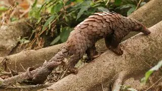Łuskowiec chiński, inaczej pangolin lub łuskowiec pięciopalczasty (Shutterstock)