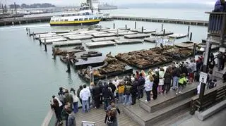 Lwy morskie wróciły do San Francisco